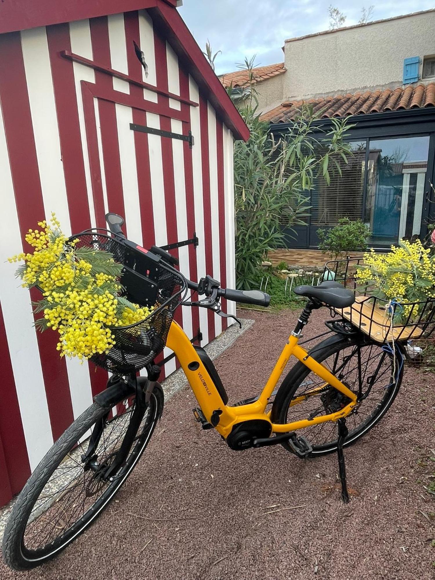 Les Mimosas