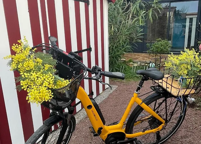 Les Mimosas